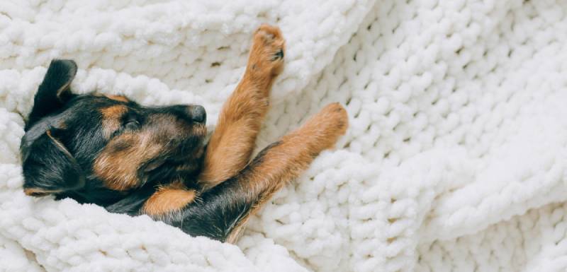 Cómo elegir la mejor cama de invierno para tu perro