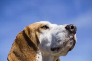 10 tips para cuidar a un perro senior y darle calidad de vida