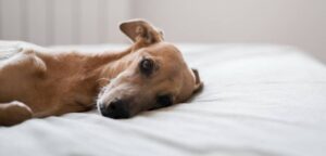 Feromonas tranquilizantes para perros: Qué son y cómo pueden ayudar a tu mejor amigo