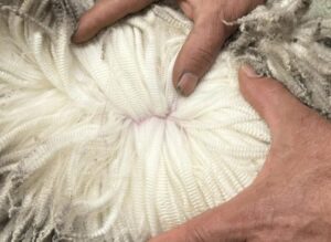 En octubre la lana tuvo una caída de US$ 0,27