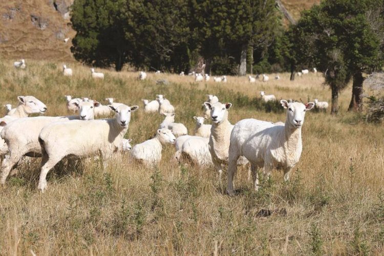 Productores neozelandeses preocupados por área que pasa a la silvicultura