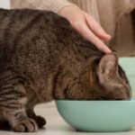 ¿El pienso sin cereales es adecuado para todos los gatos? Ventajas y consejos