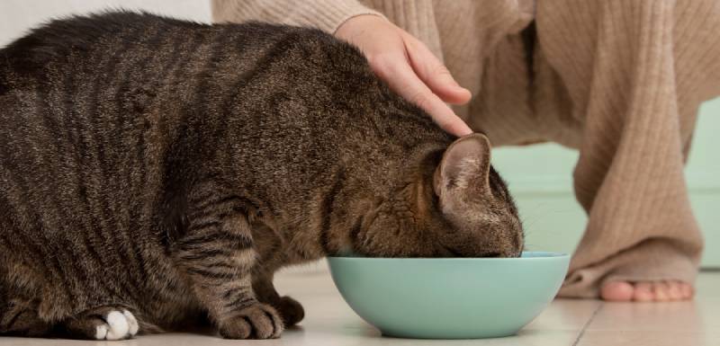 ¿El pienso sin cereales es adecuado para todos los gatos? Ventajas y consejos