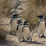 Justicia ambiental en espera: el tribunal de Chubut postergó la sentencia por la matanza de pingüinos en Punta Tombo