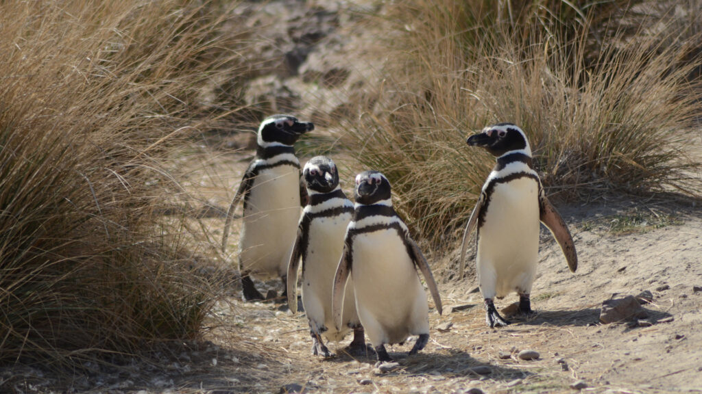 Justicia ambiental en espera: el tribunal de Chubut postergó la sentencia por la matanza de pingüinos en Punta Tombo