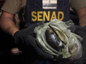 SENAD incautó “hachís premium” destinado al Brasil en Saltos del Guairá