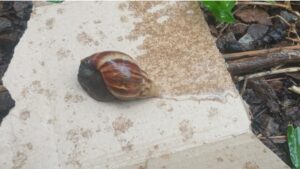 Misiones: Detección de Caracol Gigante Africano en el Departamento Guaraní