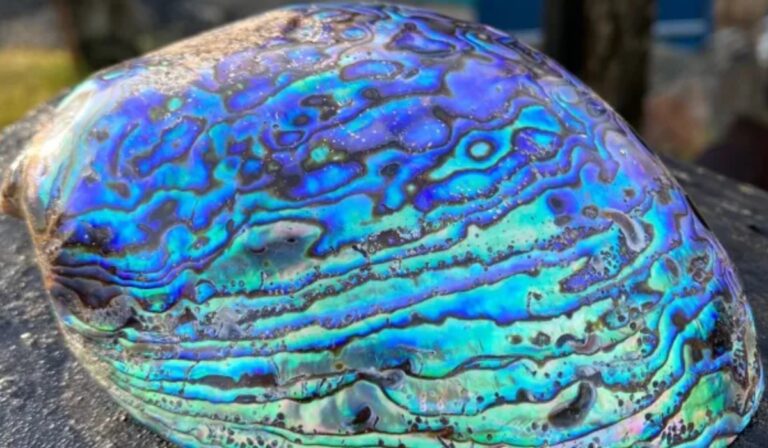 ¿Por qué no debes llevarte conchas de la playa? La importancia de dejarlas en su hogar