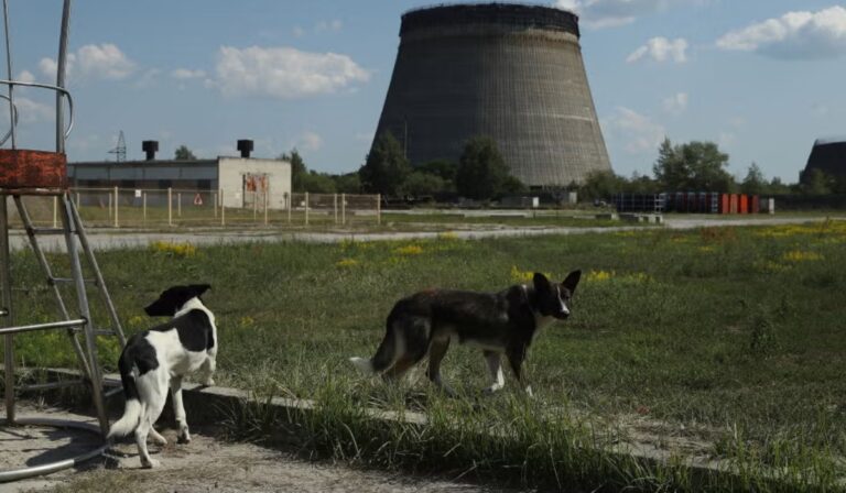 Perros de Chernobyl: Adaptaciones genéticas a la radiación nuclear