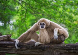 Día del Mono: cuándo es y cómo podemos ayudar a preservar estas especies