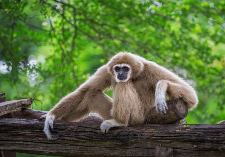 Día del Mono: cuándo es y cómo podemos ayudar a preservar estas especies