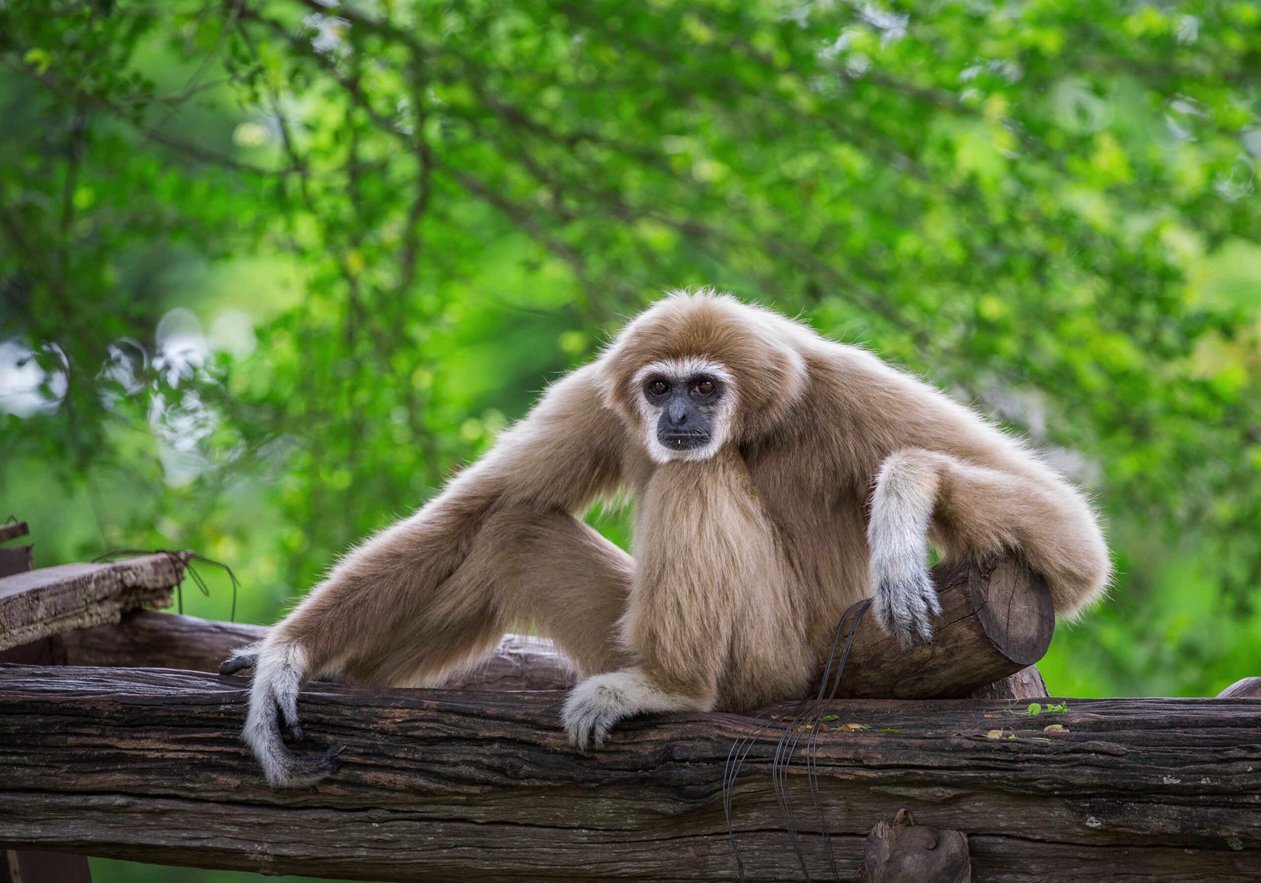 Día del Mono: cuándo es y cómo podemos ayudar a preservar estas especies