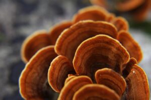 El papel oculto de los hongos en la lucha contra el cambio climático