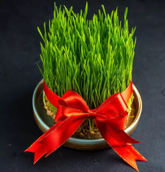 ¿Qué es la hierba para gatos?