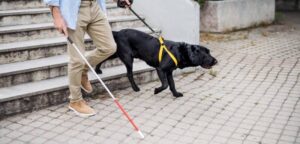 Los perros de trabajo: Héroes de cuatro patas que mejoran nuestras vidas