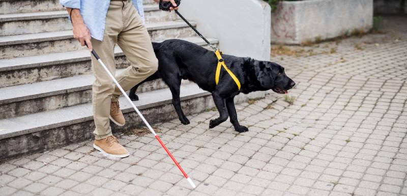 Los perros de trabajo: Héroes de cuatro patas que mejoran nuestras vidas