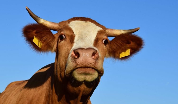 Ante medidas de Foica, productores de leche instan a logra acuerdos y piden que el Gobierno que haga respetar los derechos de todos