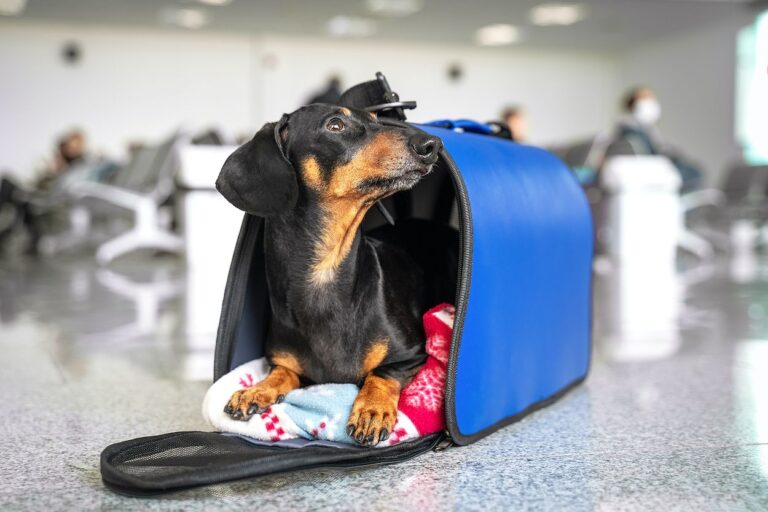 Mascotas: Se refuerza el sistema de atención al usuario para viajar al exterior
