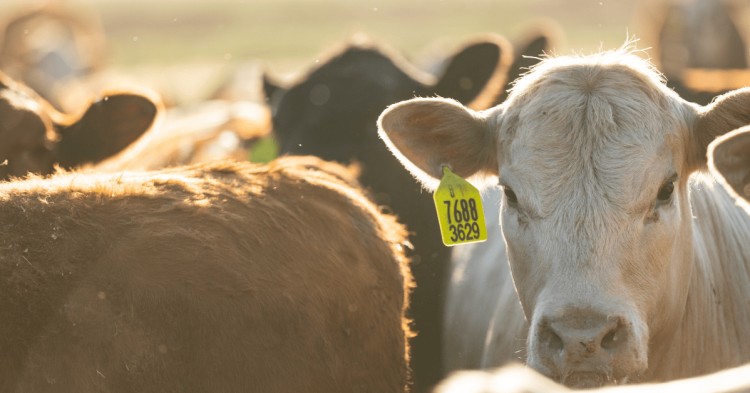 2.093 vacunos se encuentran retenidos por medidas gremiales sorpresivas y se constató la muerte de tres animales