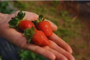 Energía eólica y solar para producir fruta de calidad