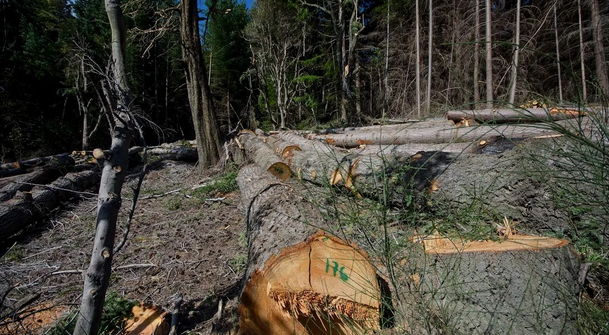 “Llama la atención las contradicciones en el expediente” dice ACAS / Talaron 220 eucaliptos en Parque del Lago