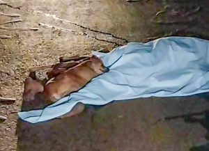 Perros no abandonan a su dueña fallecida en accidente en Minga Guazú