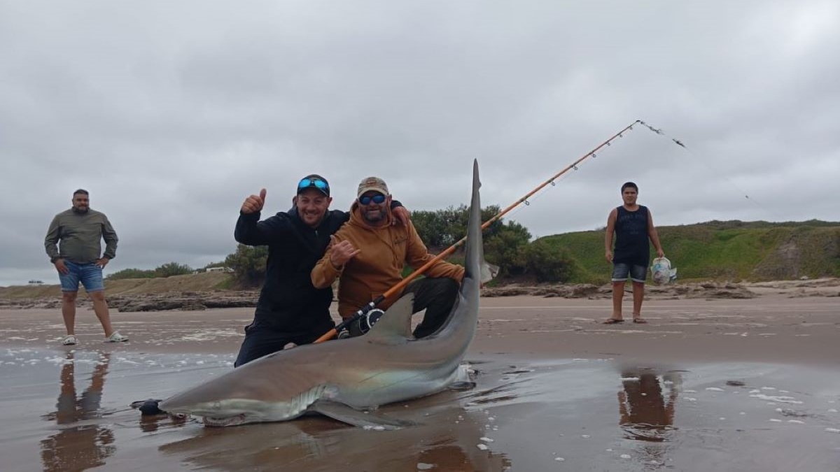 Claromecó: pescan un enorme tiburón bacota de 2,49 metros y unos 90 kilos