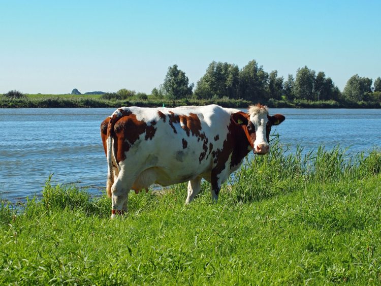 Alerta por Cianobacterias: Riesgo para la Salud Animal y Recomendaciones Oficiales