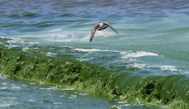 Cianobacterias en Uruguay: un problema creciente que amenaza la salud y los ecosistemas