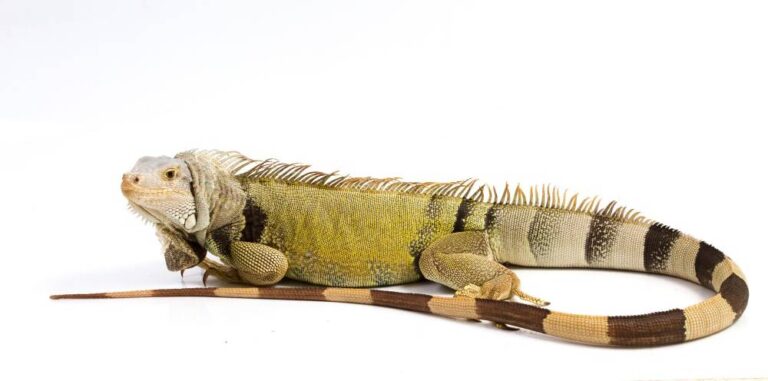 Guía completa sobre las iguanas: Cuidado, alimentación y consejos para tenerlas como mascotas