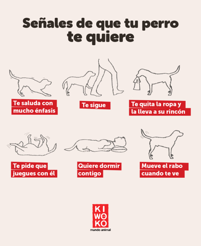 Qué beneficios tiene acariciar a tu perro