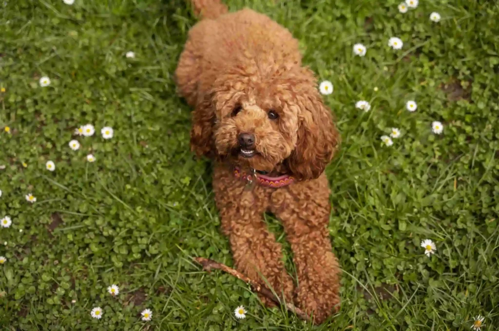 Datos curiosos sobre el perro Caniche