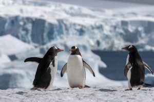 La NASA alerta sobre los cambios sorprendentes en la Antártida