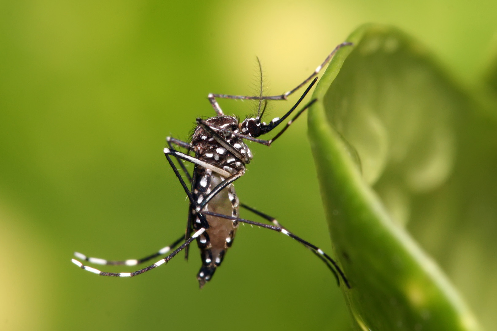 El Ministerio de Salud realiza recomendaciones para quienes viajen a países con presencia de dengue