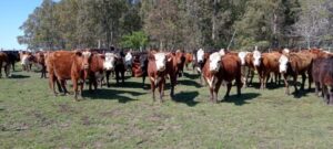 En un año con perspectivas de crecimiento de un 3%, la faena terminó cayendo 2% a consecuencia del conflicto de la industria cárnica