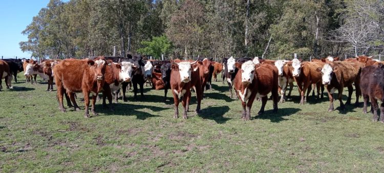 En un año con perspectivas de crecimiento de un 3%, la faena terminó cayendo 2% a consecuencia del conflicto de la industria cárnica