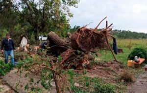 Fuerte temporal en Río Negro deja 15.000 hectáreas afectadas y millonarias pérdidas para productores