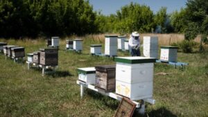 Monitoreo apícola: los productores deben actualizar su stock de colmenas