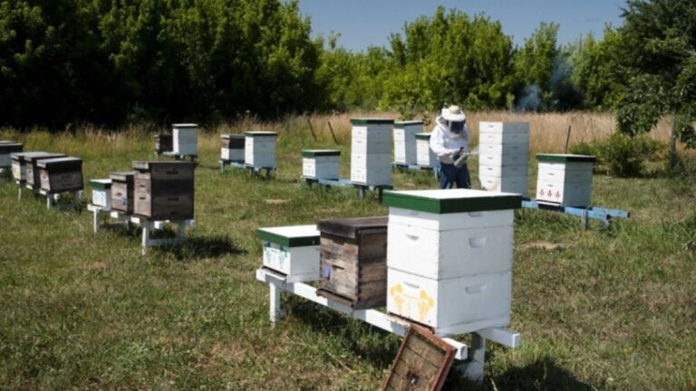 Monitoreo apícola: los productores deben actualizar su stock de colmenas