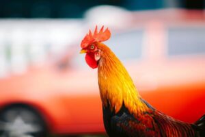 Detectan caso de gripe aviar en Argentina y Uruguay declaró alerta sanitaria