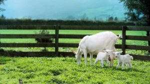 ¿Leche de cabra o de vaca? Un estudio indica que la leche de cabra ofrece más beneficios para los bebés.