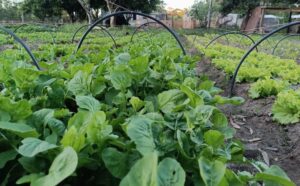 El sector granjero entre el sol, el calor, las importaciones y algunos ingresos por contrabando