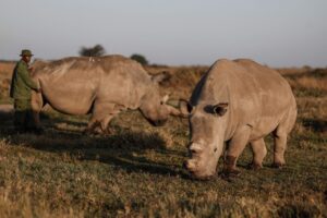 Solo dos rinocerontes blancos del norte quedan en la Tierra, y científicos buscan salvarlos