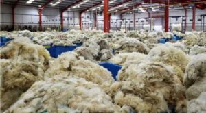 La zafra 2024-2025 de lana con precios estables que no logran despegar