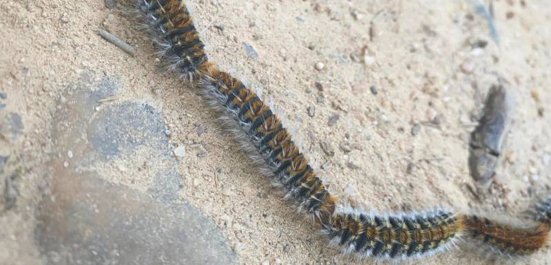 Oruga procesionaria y perros: Peligros, síntomas y qué hacer