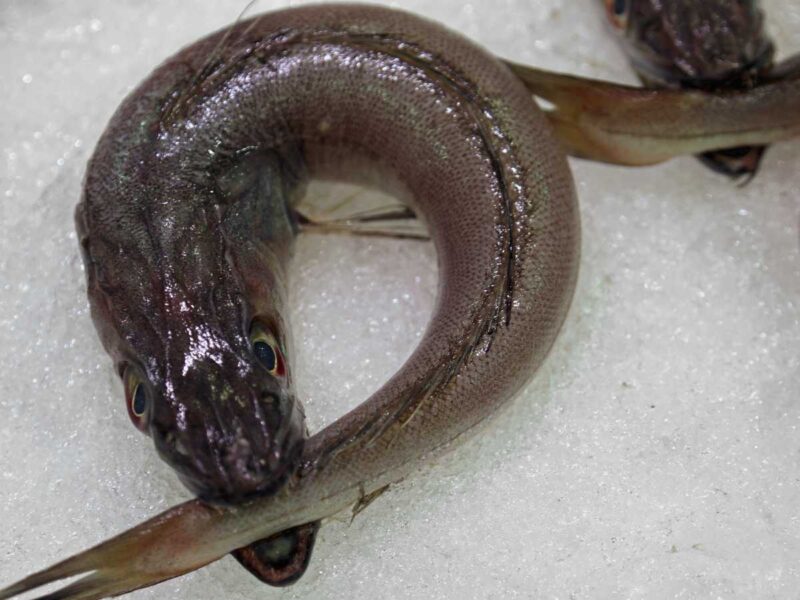 Pescadilla frita a la andaluza