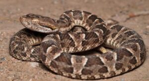 Mujer de 66 años fallece en San Carlos tras ser mordida por una serpiente Yarará