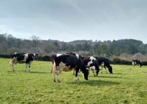 En el año la leche en polvo entera subió US$ 349 la tonelada