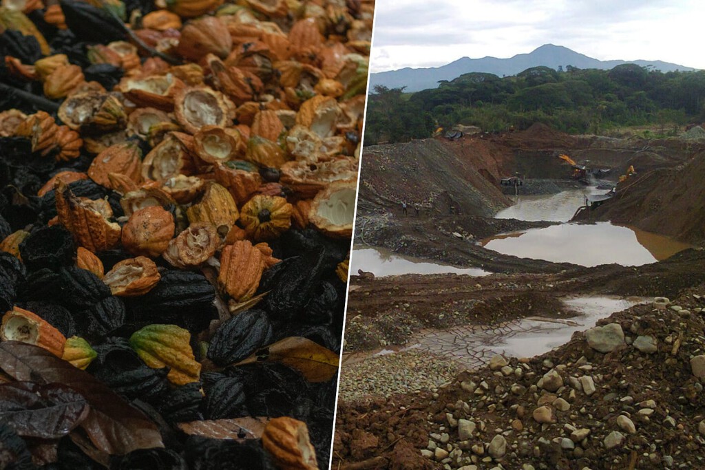 Al “chocoapocalipsis” sólo le faltaba un enemigo más para disparar el precio del cacao: la minería ilegal de oro