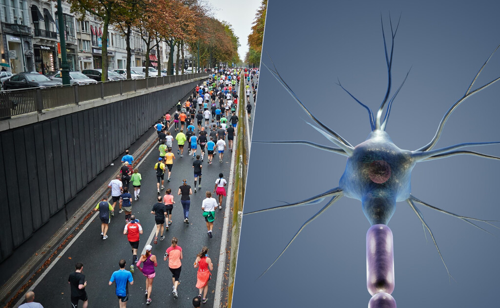 Las maratones son tan extremas que nuestro cerebro toma decisiones drásticas, como como consumirse a sí mismo